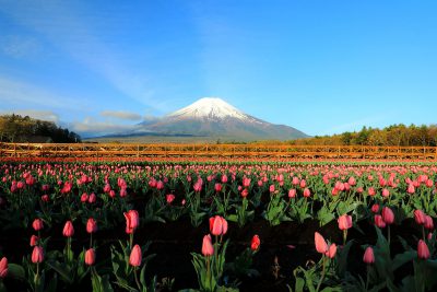 Mt Fuji in Japan, travel guide.