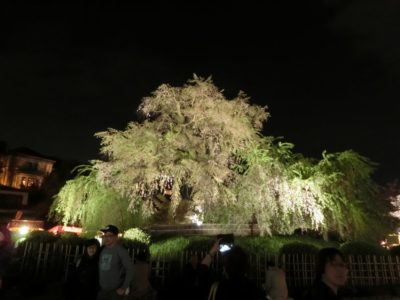 Maruyama Park, Kyoto with cherry blossoms | Japan City Tour | Travel agency in Tokyo Maruyama Park, cherry blossom Kyoto