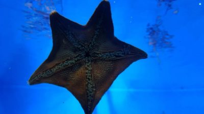 Aquarium Shinagawa | Japan City Tour | Travel agency in Tokyo Starfish in Maxell Aqua Park aquarium in Shinagawa, Tokyo, Japan