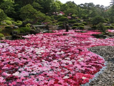 Yushien, spring, Shimane (1) | Japan City Tour | Travel agency in Tokyo Yushien with peony flowers, Matsue, Shimane, Japan