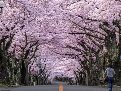 Sakuranamiki, Izukogen, Shizuoka | Japan City Tour | Travel agency in Tokyo Cherry bloosom street, Izukogen guide