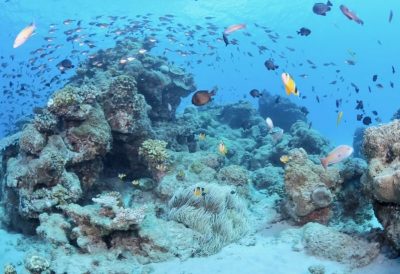 scuba diving Japan | Japan City Tour | Travel agency in Tokyo diving in Japan