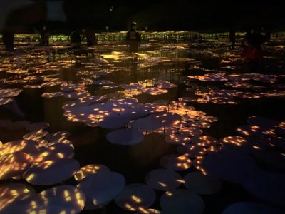 Lotus pond room in teamLab Borderless Tokyo museum