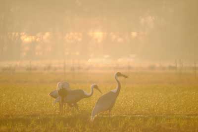 kagoshima_craine_001 | Japan City Tour | Travel agency in Tokyo kagoshima craine Japan
