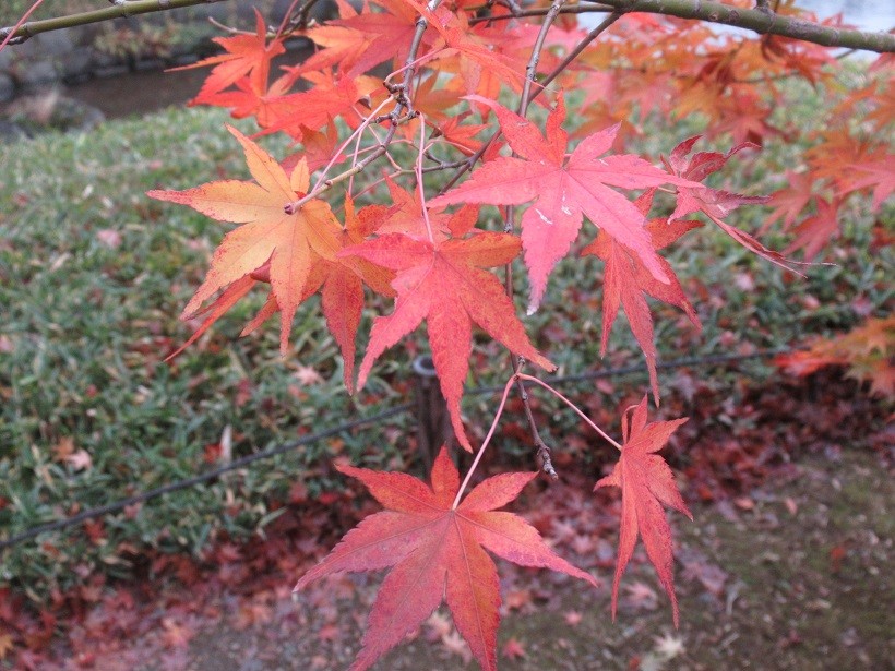 venkatsb714@gmail.com | Japan City Tour | Travel agency in Tokyo Autumn maple leaves at Koishikawa park, Tokyo, Japan