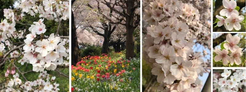 Collage of beautiful Somei Yoshino sakura cherry blossoms in Japan