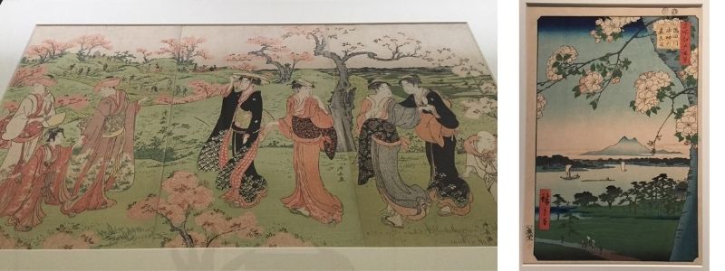 Ukiyo-e woodblock print of sakura in the Edo period in Japan