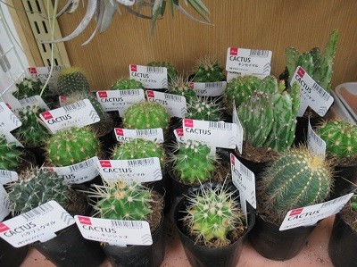 cactus | Japan City Tour | Travel agency in Tokyo cactus