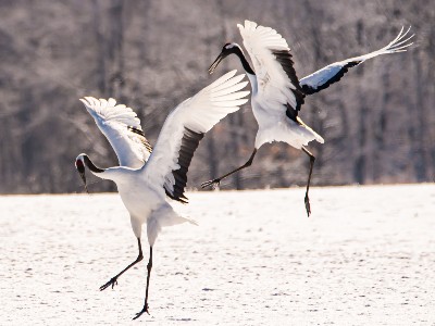 cranes hokkaido | Japan City Tour | Travel agency in Tokyo Dancing cranes in Hokkaido, Japan