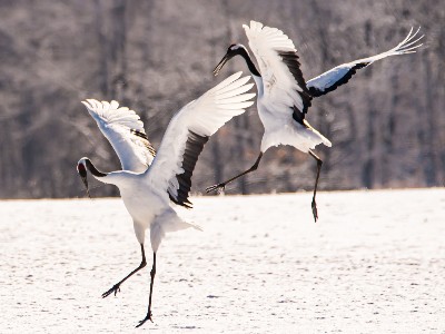 Dancing cranes in Hokkaido, Japan